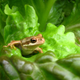 Illustration for article titled Wisconsin family discovers live frog in lettuce